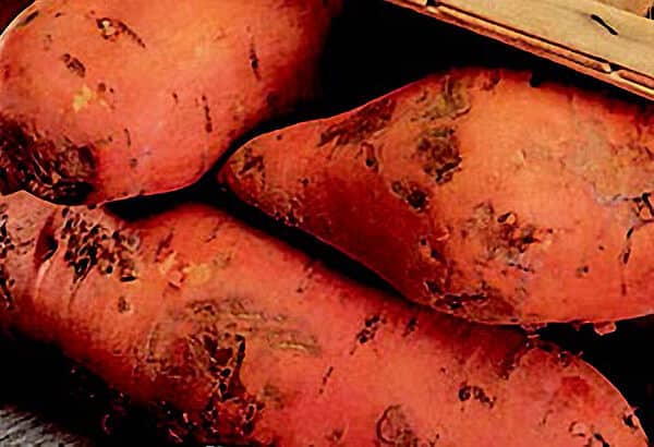 Bush Porto Rico Sweet Potato Plants | Ships Separately