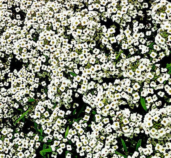 Bulk: Carpet of Snow Alyssum Seeds