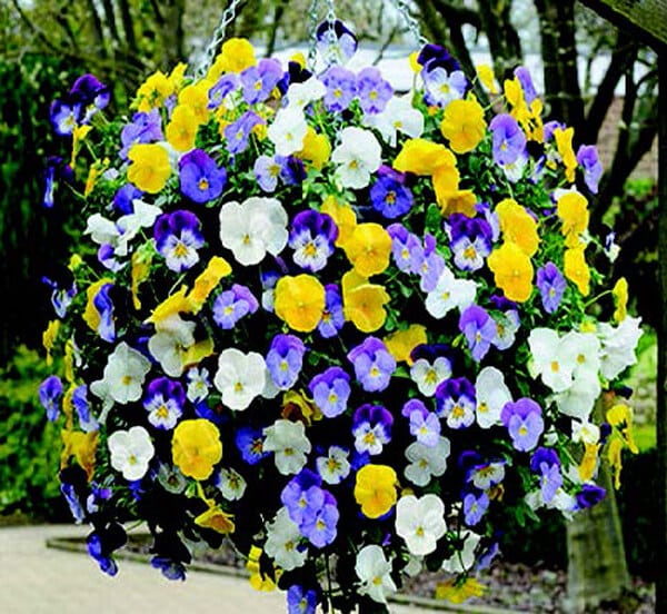 Cool Wave Trailing Hybrid Mix Pansy Seeds