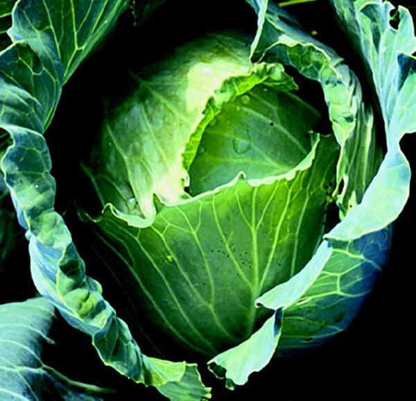 Bulk: Copenhagen Market Cabbage Seeds