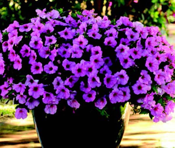 Hybrid Easy Wave Pink Passion Spreading Petunia Seeds