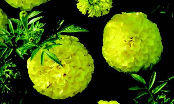 Bulk: First Lady Hybrid Marigold Seeds