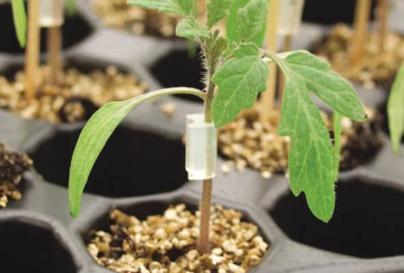 Tomato Grafting Clips