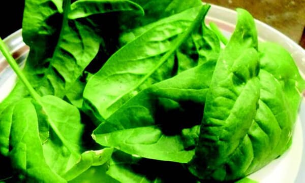 Bulk: Olympia Hybrid Spinach
