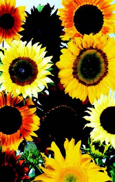 Pro Cut Hybrid Mix Sunflower Seeds