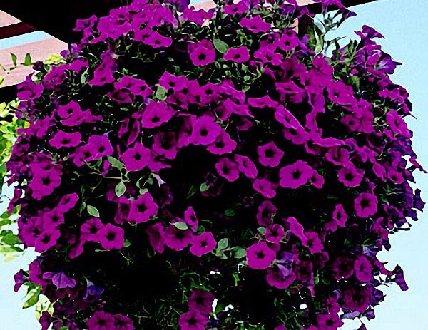 Purple Wave® Spreading Petunia Seeds