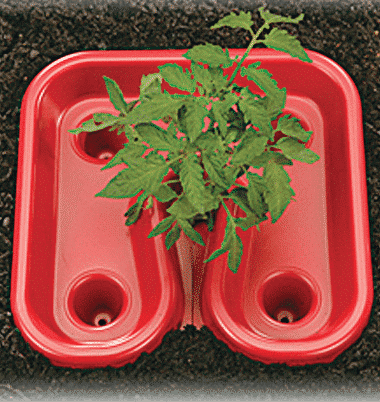 Red Tomato Tray
