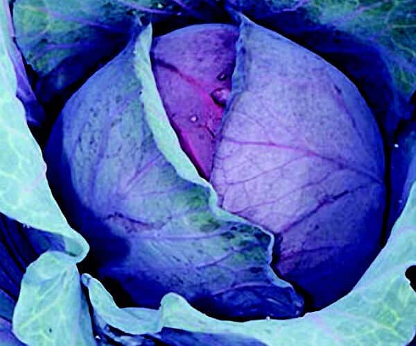 Bulk: Red Express Cabbage Seeds