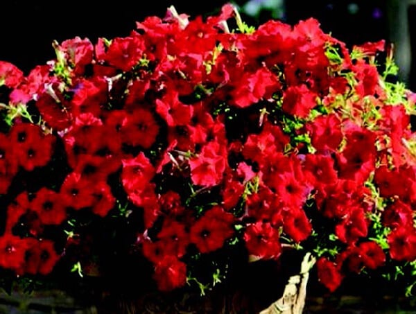 Shock Wave® Red Spreading Petunia Seeds