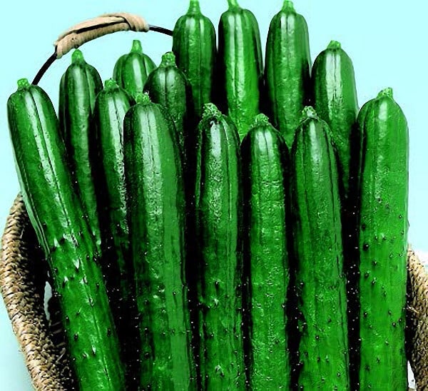 Bulk: Summer Dance Hybrid Cucumber Seeds