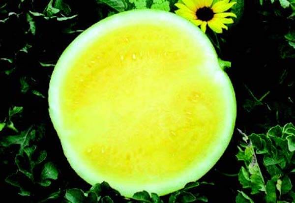 Yellow Buttercup Seedless Hybrid Watermelon Seeds