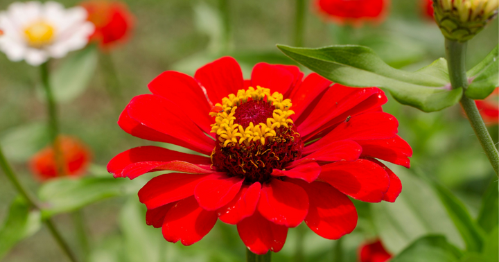 Growing Zinnias for Bountiful Blooms