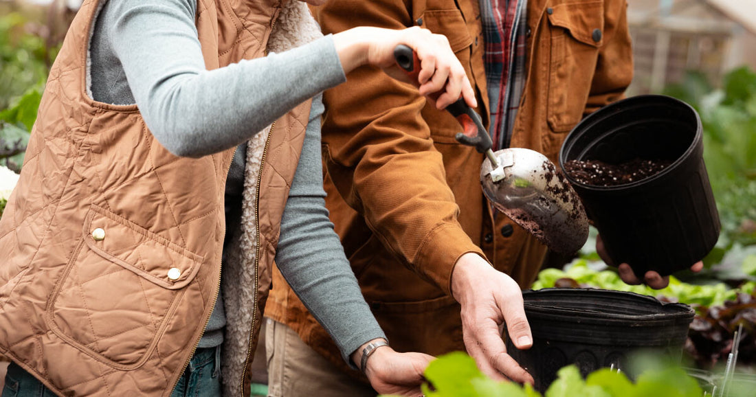 10 Hardy Winter Vegetables You Can Grow In Pots