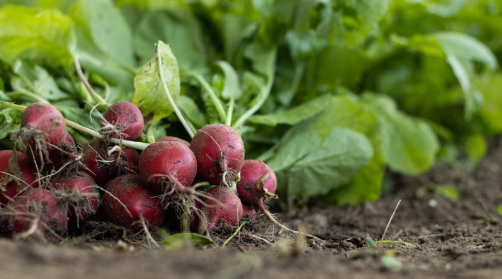 13 Seeds That Grow In 60 Days Or Less