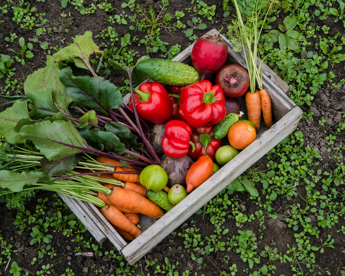 What to Plant in Fall for a Colorful and Productive Garden