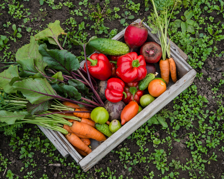 What to Plant in Fall for a Colorful and Productive Garden