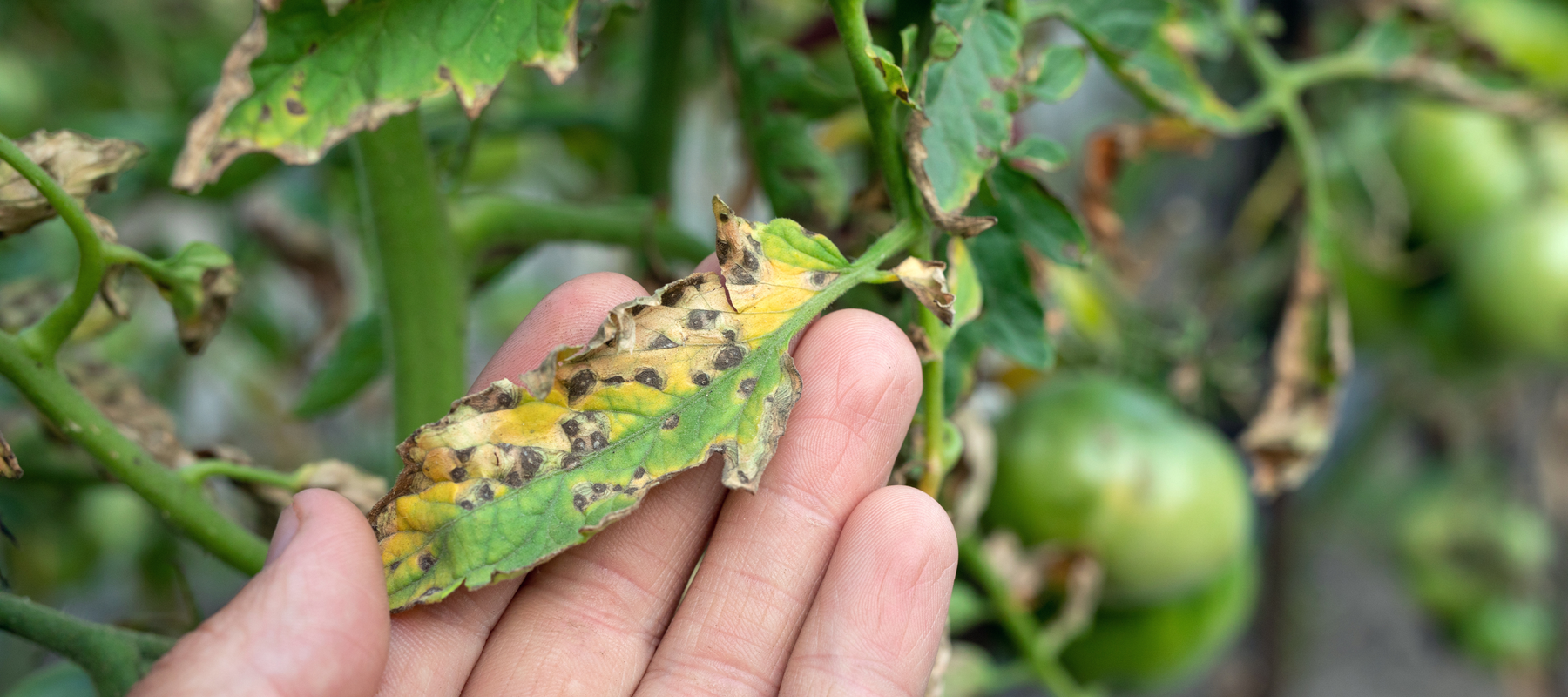 The Tomato Killers: Septoria, Early Blight, and Bacterial Speck