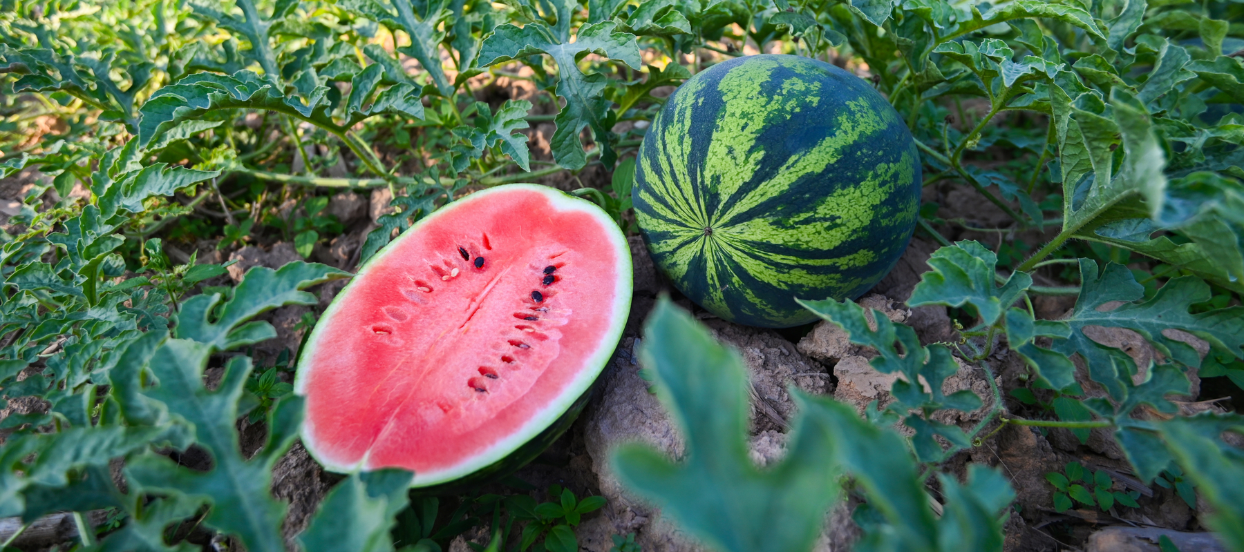 How to Grow Marvelous Melons