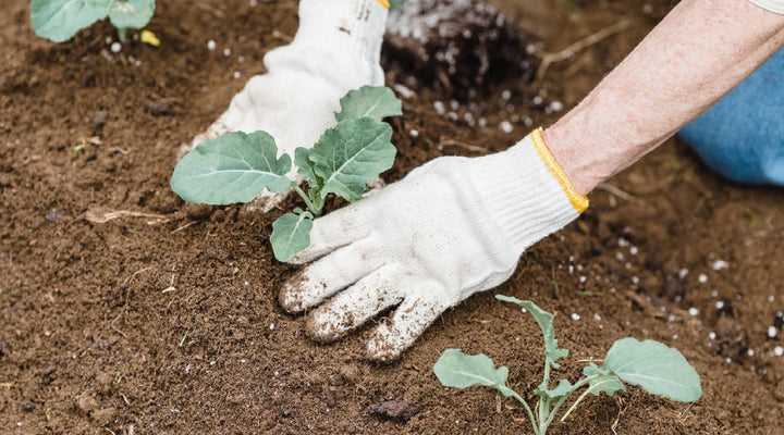 2023 Planting Guide