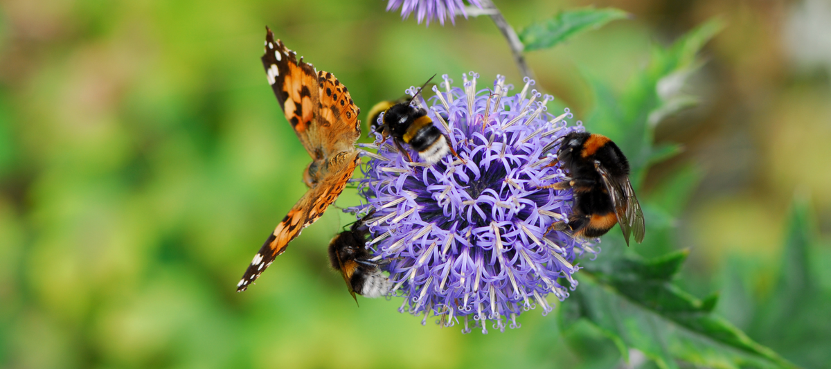 Everything Pollinators: More Than Just Honeybees
