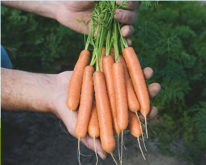 carrots