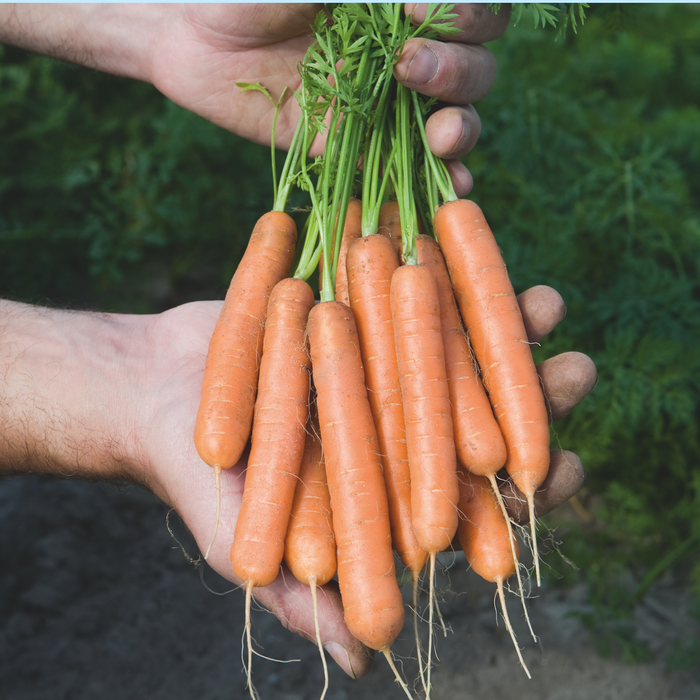 carrots