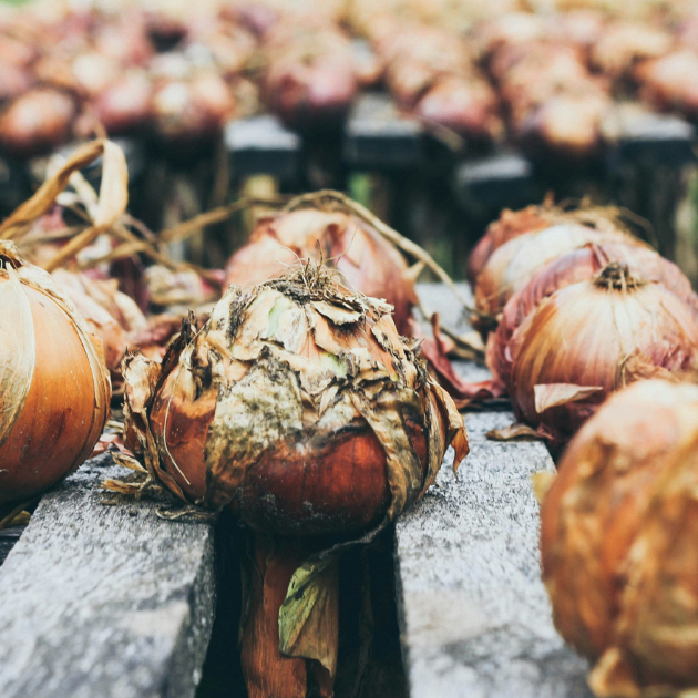 How To Harvest And Store Onions