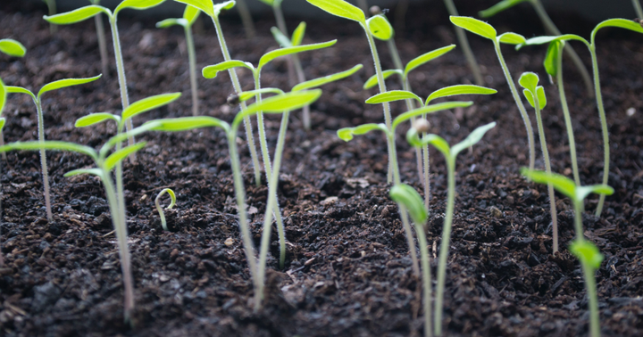 Sprouts growing in garden soil