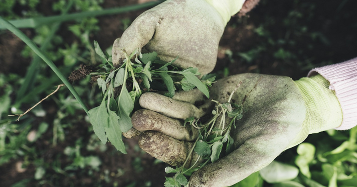 The Weed-Free Garden