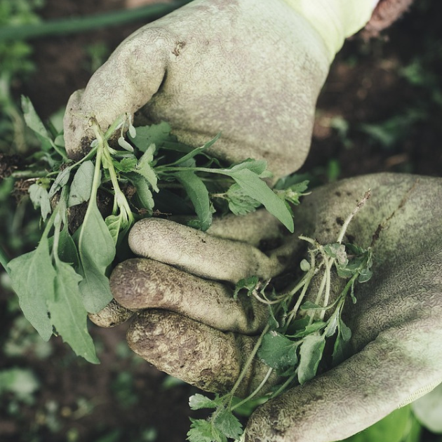 The Weed-Free Garden