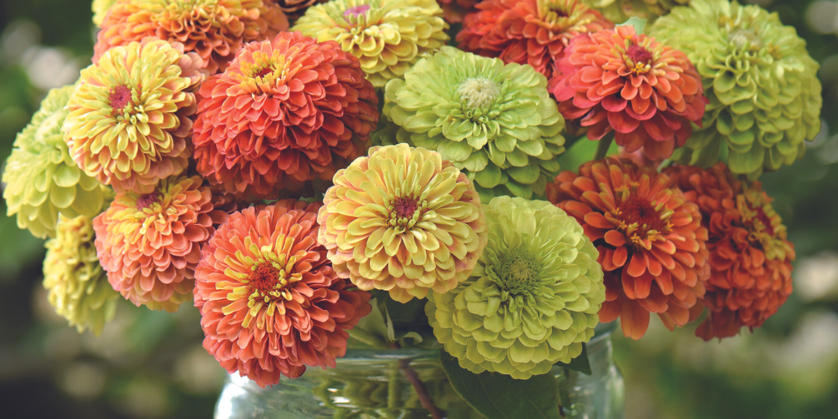 The Best Ways to Harvest and Store Cut Flowers for LongLasting Bouque