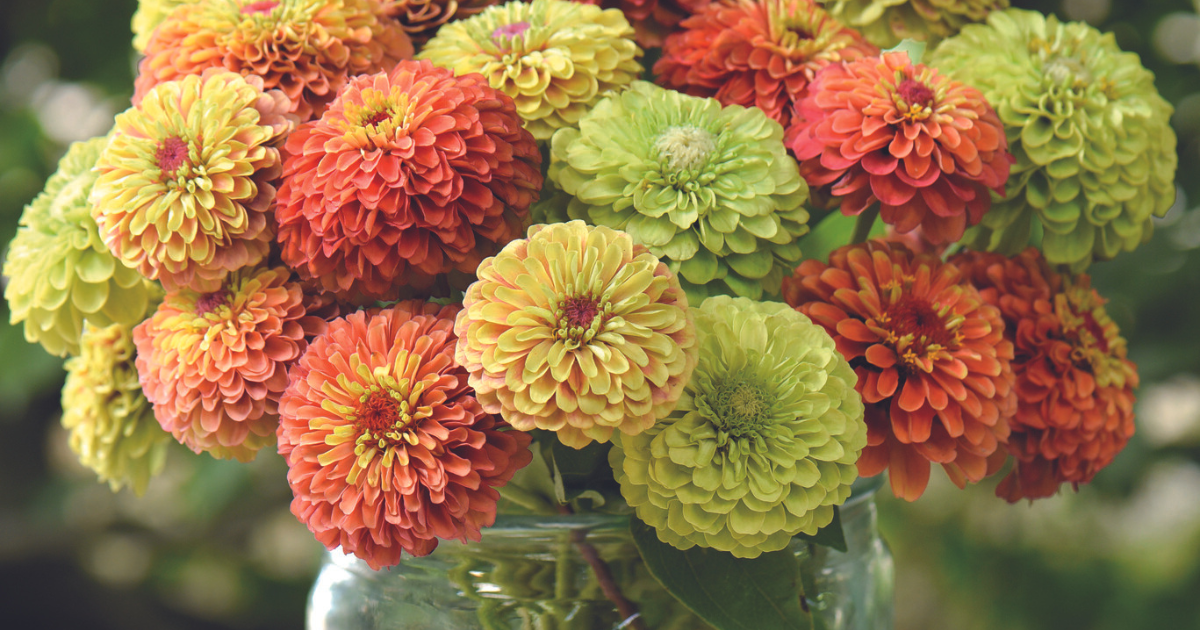 The Best Ways to Harvest and Store Cut Flowers for LongLasting Bouque