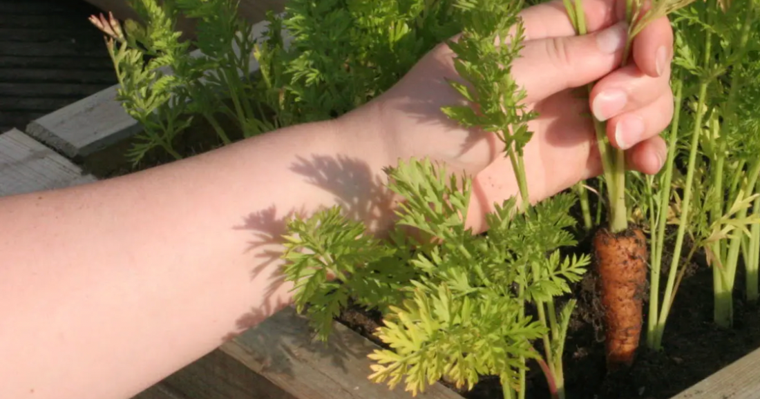 The Complete Raised Bed Carrot Growing Guide