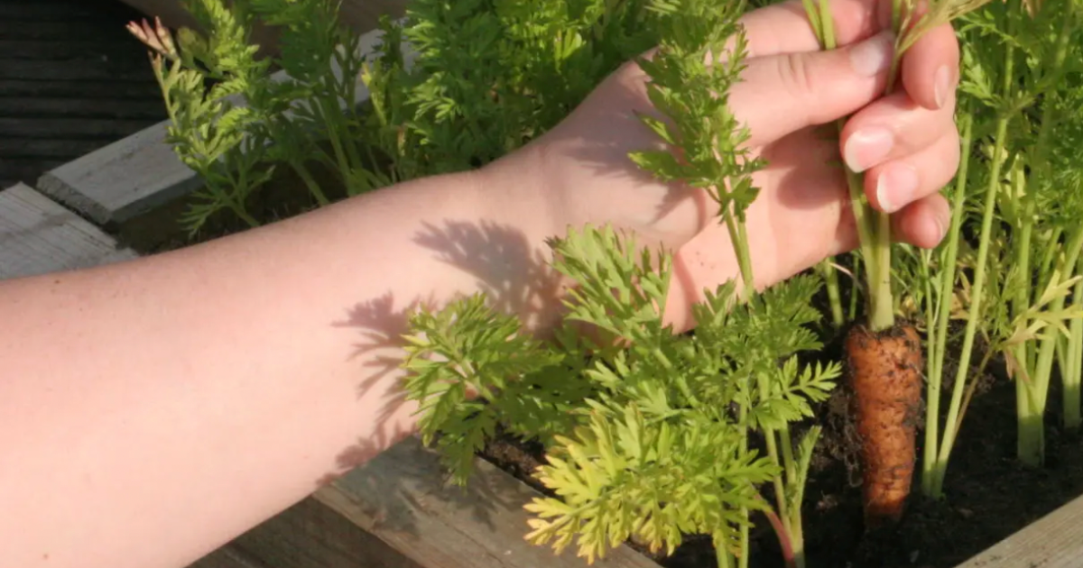 The Complete Raised Bed Carrot Growing Guide — Seeds 'n Such