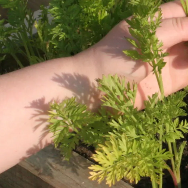 The Complete Raised Bed Carrot Growing Guide