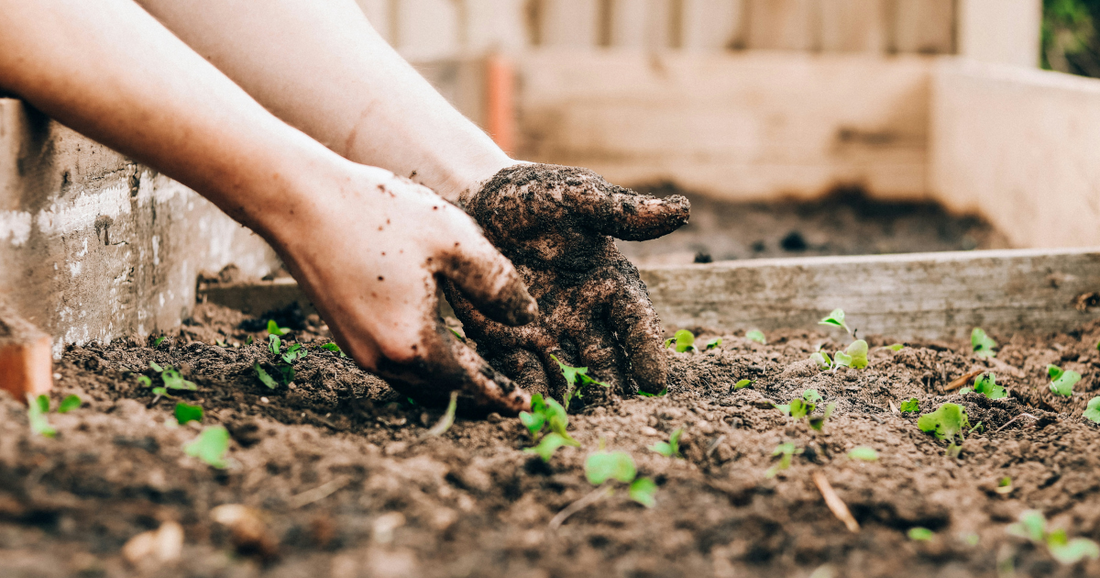The Best Raised Bed Orientation For The Biggest Yields