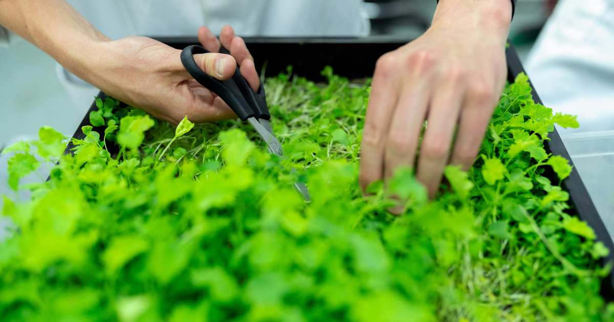 Hydroponics or Aquaponics? The difference between two popular water-based gardening systems