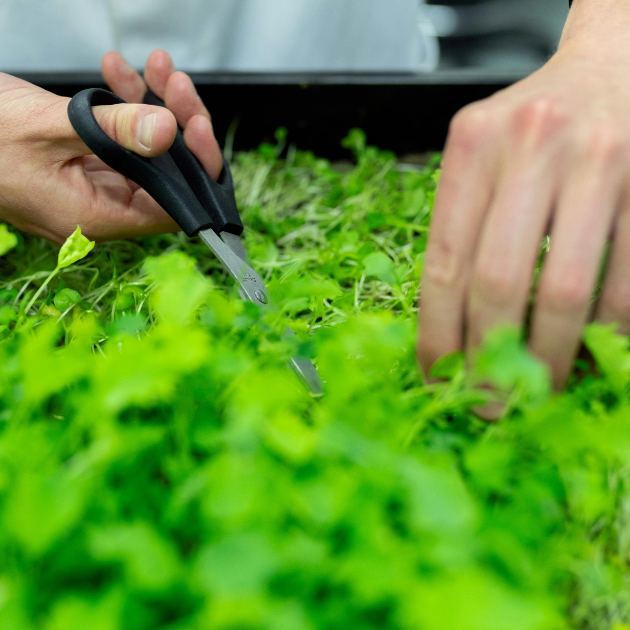 Hydroponics or Aquaponics? The difference between two popular water-based gardening systems