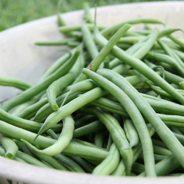 How To Grow And Pick Green Beans