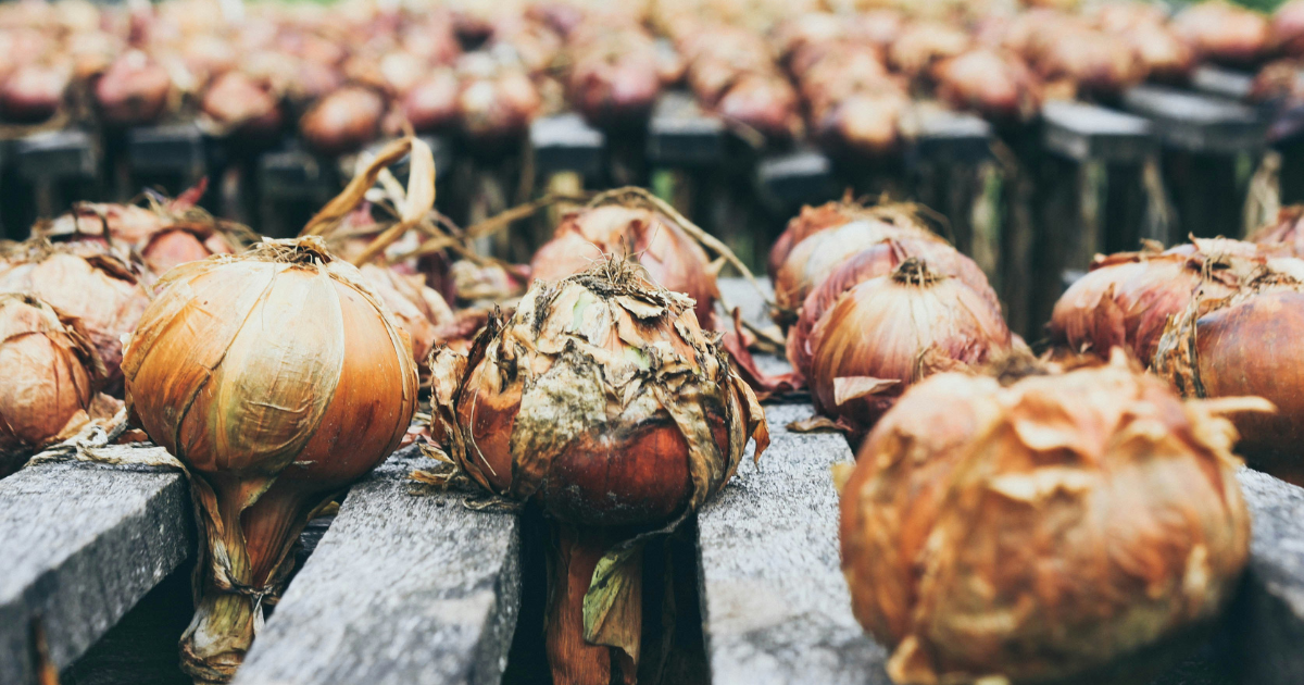 How To Harvest And Store Onions