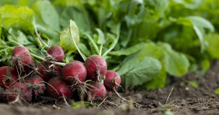 The Many Benefits of Cover Cropping (Plus 7 Varieties We Love)