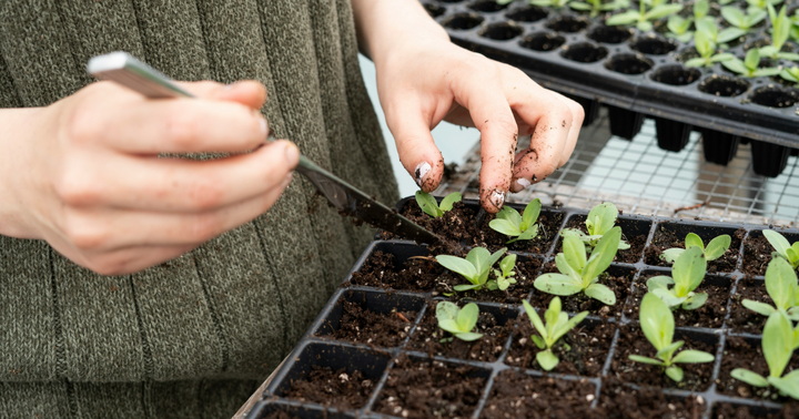 The Ultimate Guide To Transplanting Seedlings