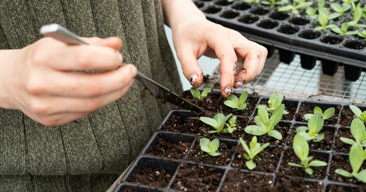 The Ultimate Guide To Transplanting Seedlings — Seeds 'n Such