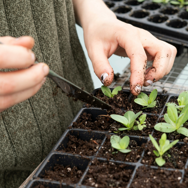 The Ultimate Guide To Transplanting Seedlings
