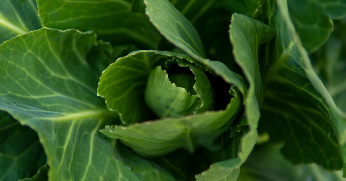 How To Overwinter Brassicas And Get A Second (or Third) Cutting