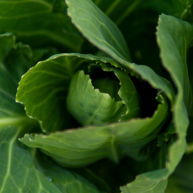 How To Overwinter Brassicas And Get A Second (or Third) Cutting