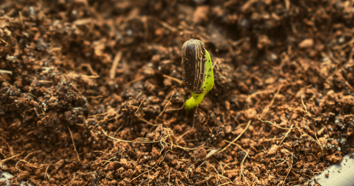 germinating seed in soil