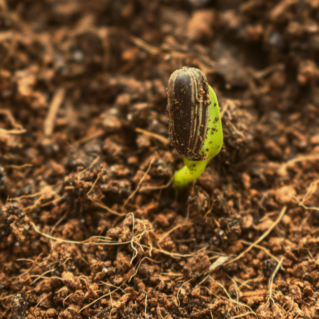 germinating seed in soil