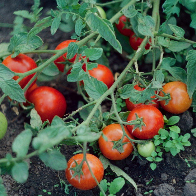 Should You Top Tomato Plants? It Depends