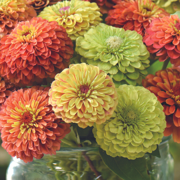 The Best Ways to Harvest and Store Cut Flowers for Long-Lasting Bouquets